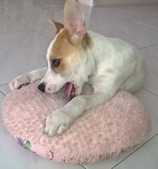 Bubbly Bundle Of Joy - Jack Russell Terrier Mix Dog