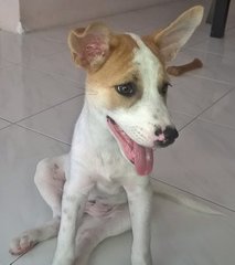 Bubbly Bundle Of Joy - Jack Russell Terrier Mix Dog