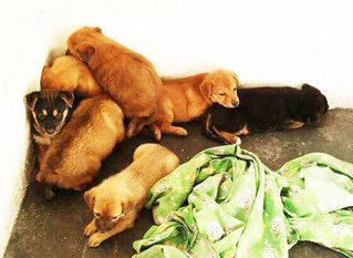 Abandoned Puppies For Adoption - Mixed Breed Dog