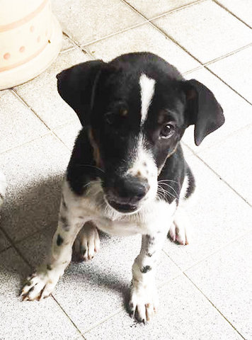 Oreo Male Puppy - Mixed Breed Dog