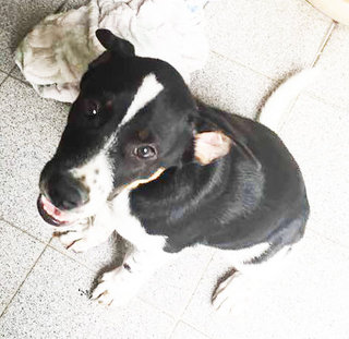 Oreo Male Puppy - Mixed Breed Dog