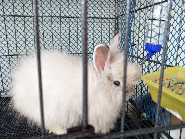 Labu And Putih - Lionhead + New Zealand Rabbit