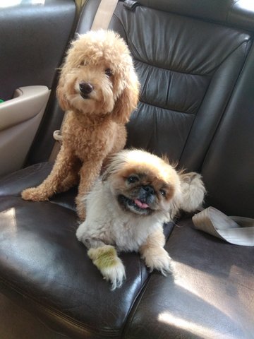 Poodle And Shih Tzu - Poodle + Shih Tzu Dog