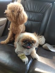 Poodle And Shih Tzu - Poodle + Shih Tzu Dog