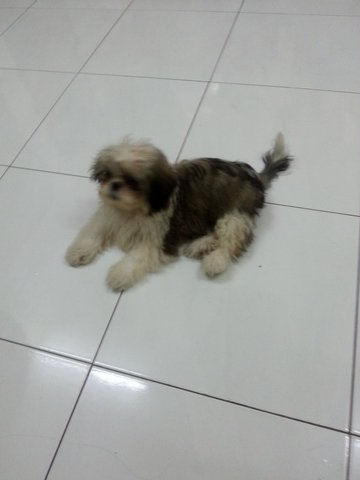 Baebi - Shih Tzu Dog