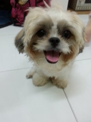 Baebi - Shih Tzu Dog