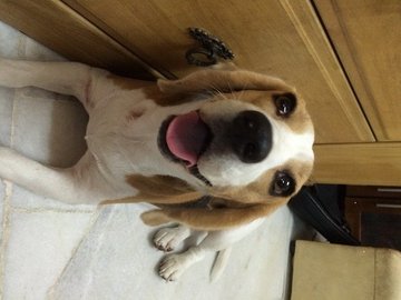 Moonmoon - Beagle Dog