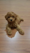 Teddy - Poodle Dog