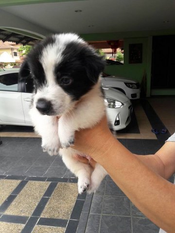 Toby - Mixed Breed Dog