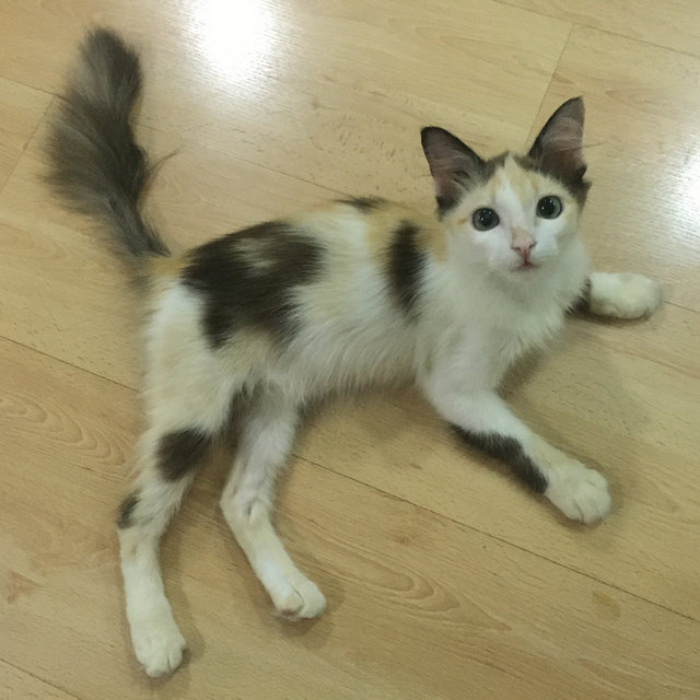 Tricolor Long Hair Kitten  - Domestic Long Hair Cat