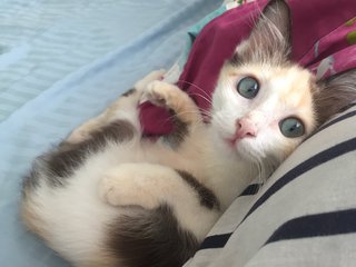 Tricolor Long Hair Kitten  - Domestic Long Hair Cat