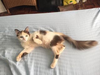 Tricolor Long Hair Kitten  - Domestic Long Hair Cat