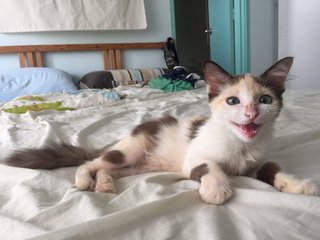 Tricolor Long Hair Kitten  - Domestic Long Hair Cat