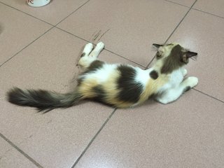 Tricolor Long Hair Kitten  - Domestic Long Hair Cat