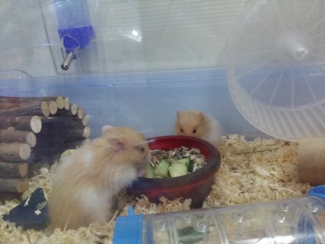 Syrian Babies - Syrian / Golden Hamster Hamster