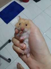 Syrian Babies - Syrian / Golden Hamster Hamster