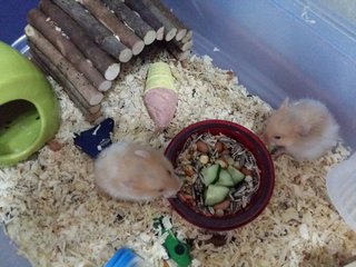 Syrian Babies - Syrian / Golden Hamster Hamster