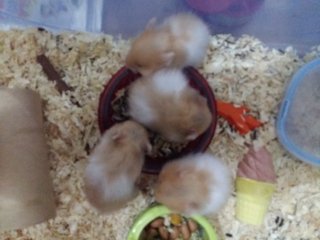 Syrian Babies - Syrian / Golden Hamster Hamster