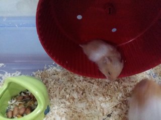 Syrian Babies - Syrian / Golden Hamster Hamster