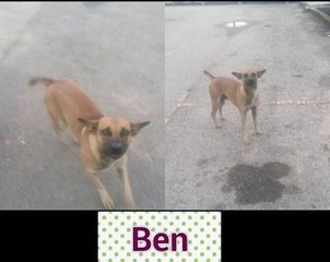 Ben - Mixed Breed Dog