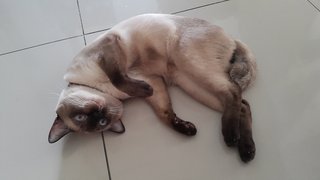 Kkori - Ragdoll + Siamese Cat