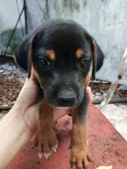 Puppies In Sg Way - Mixed Breed Dog