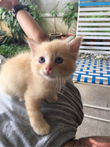 Ginger Beer &amp; Bea - Domestic Medium Hair + Domestic Short Hair Cat