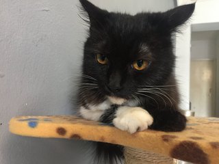 Shy - Domestic Long Hair Cat