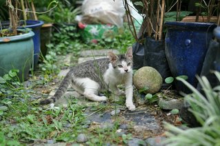 Kiki - Domestic Medium Hair Cat