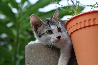 Kiki - Domestic Medium Hair Cat