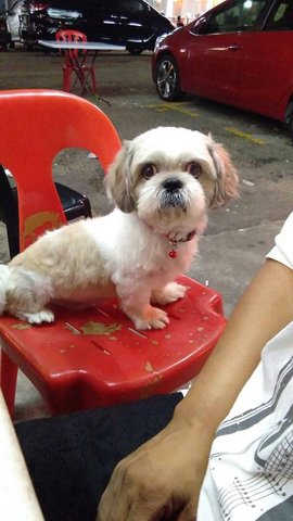 Boy - Shih Tzu Dog