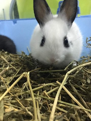 PF83680 - Netherland Dwarf Rabbit