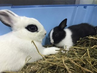 PF83680 - Netherland Dwarf Rabbit