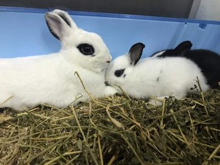 the two bunnies with mama