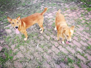 Brownie &amp; Sugar - Mixed Breed Dog