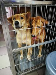 Brownie &amp; Sugar - Mixed Breed Dog