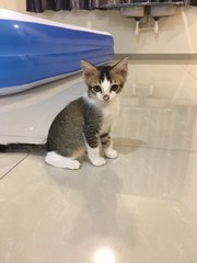 PF83687 - Persian + Domestic Short Hair Cat