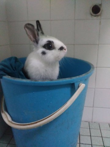 Buddy - Netherland Dwarf Rabbit