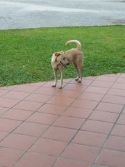 Old Strays  - Mixed Breed Dog