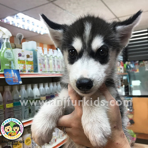 Adorable Male Black White Siberian1 Husky - Husky Dog