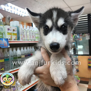 Adorable Male Black White Siberian1 Husky - Husky Dog