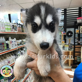 Adorable Male Black White Siberian1 Husky - Husky Dog