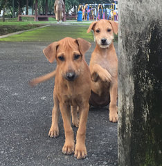 Mini Cino (the one behind) is very cute and smart. Her sibling is no longer seen at the park though.