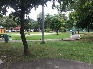 The park where the pups are hanging out