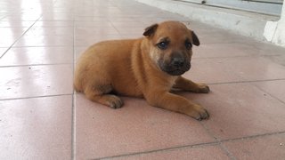 Dob 22/6/2017 - Mixed Breed Dog