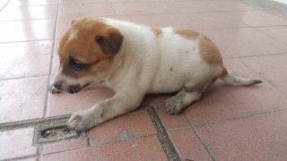 Dob 22/6/2017 - Mixed Breed Dog