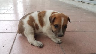 Dob 22/6/2017 - Mixed Breed Dog