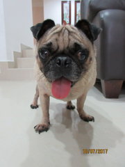 Pugsley - Pug Dog