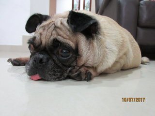 Pugsley - Pug Dog