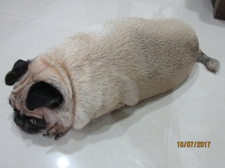 Pugsley - Pug Dog